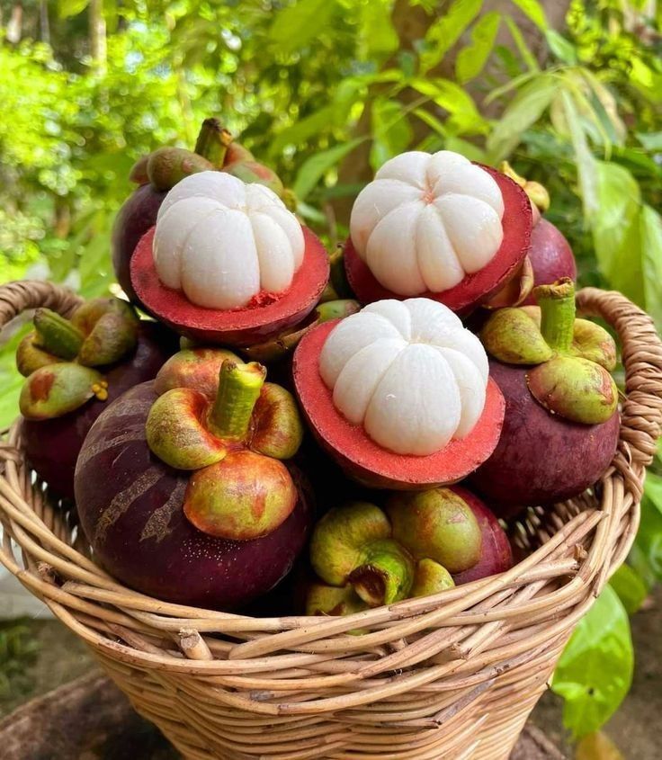 Mangosteen