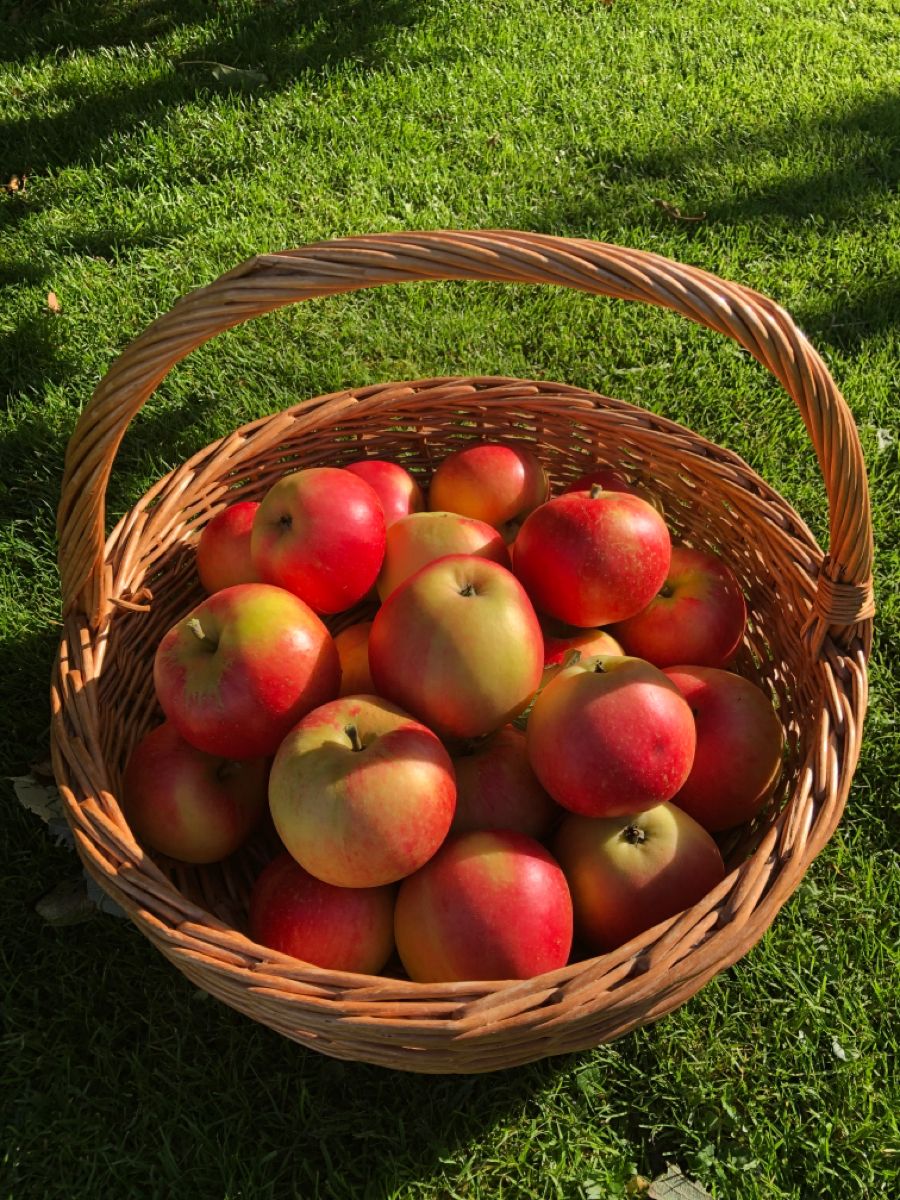 New Zealand Queen Apples