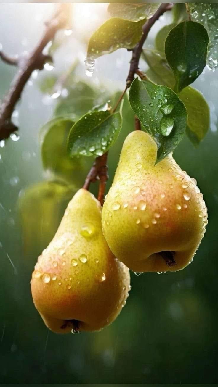 Pear