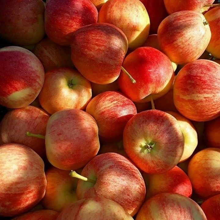 Poland Royal Gala Apple